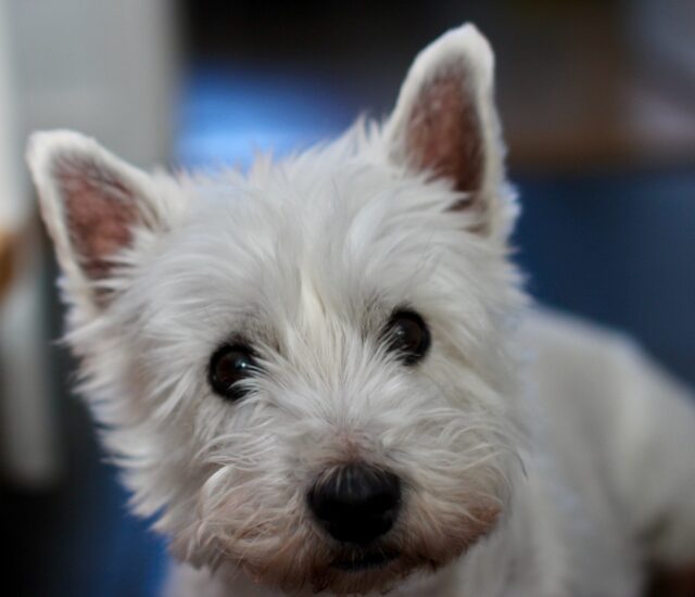 best dog food topper for your Westie 