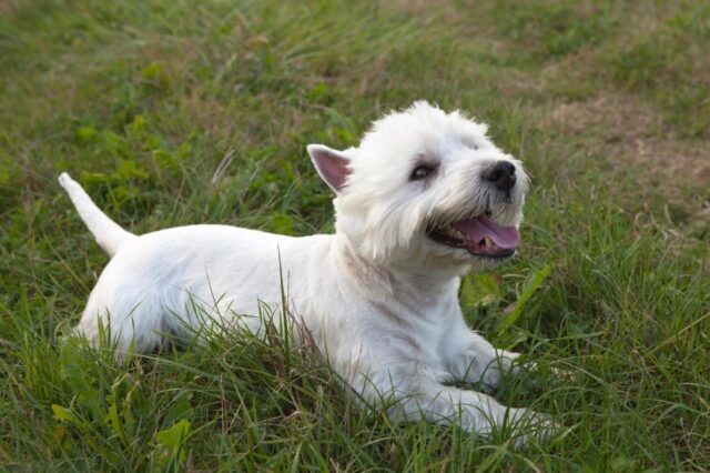 best dog foods for westies