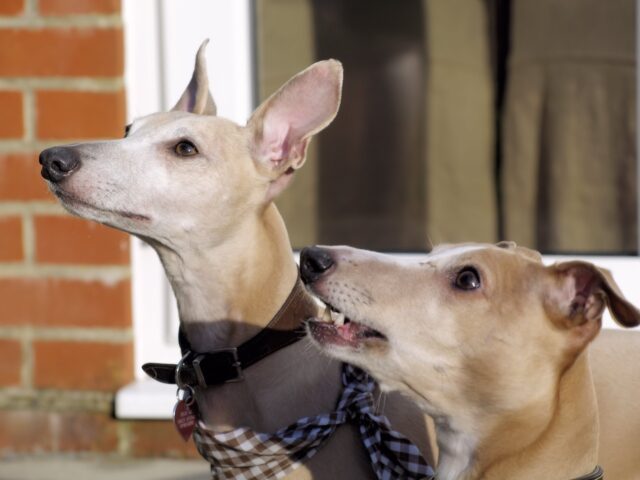 the best dog food topper for Whippets