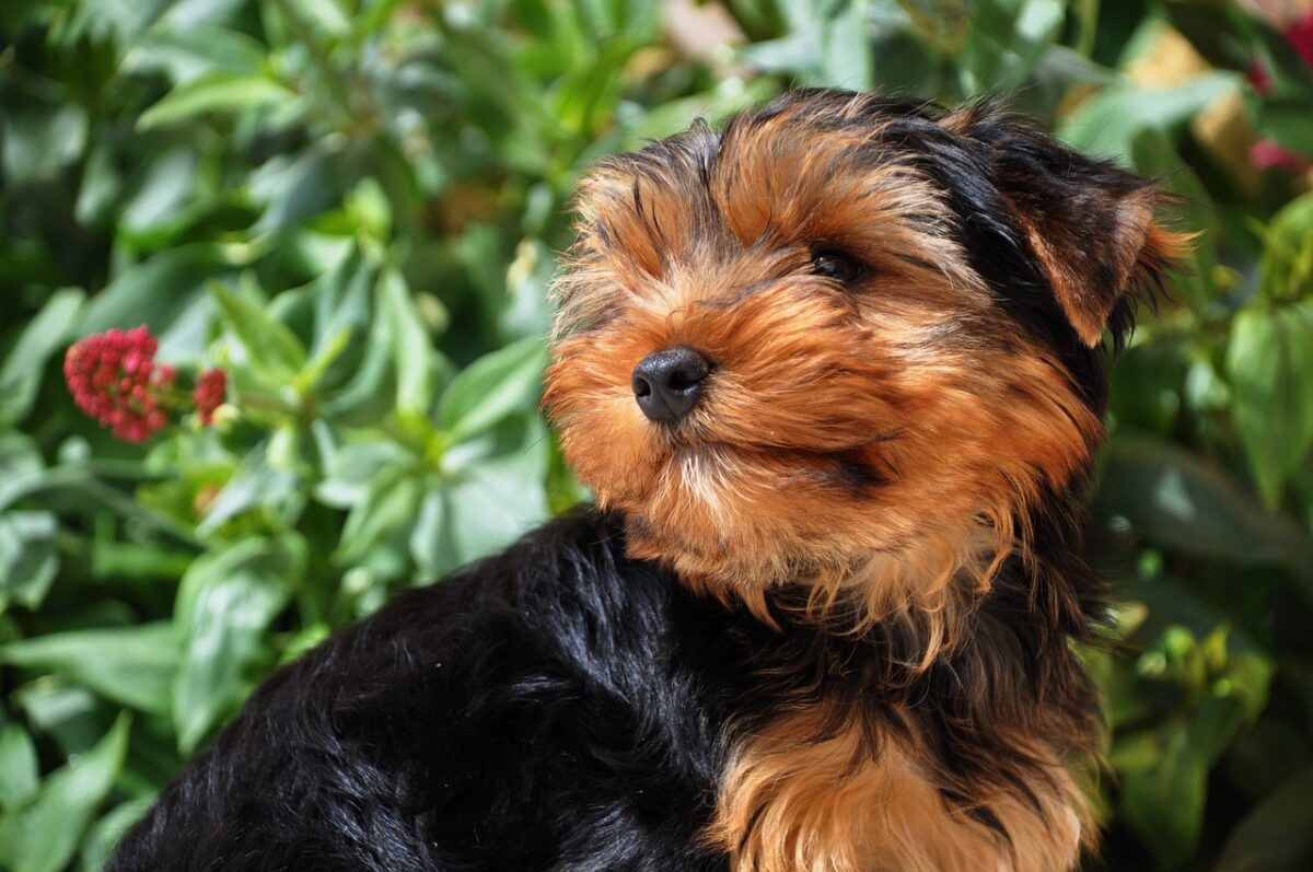 What Is The Best Food For A Yorkie Puppy