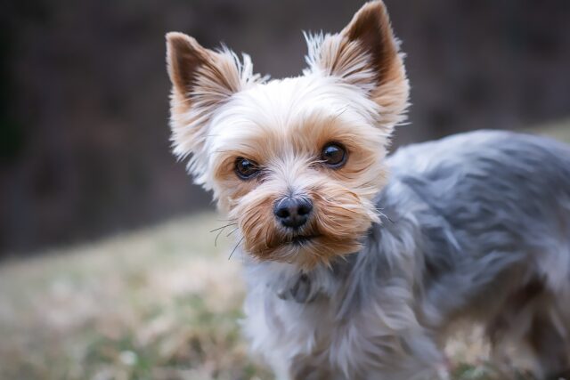 the best dog food topper for Yorkies