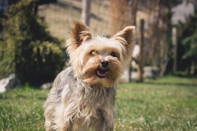 best dog foods for yorkies