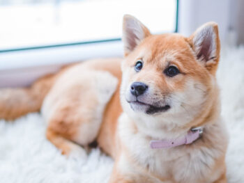 best puppy food for akita puppies