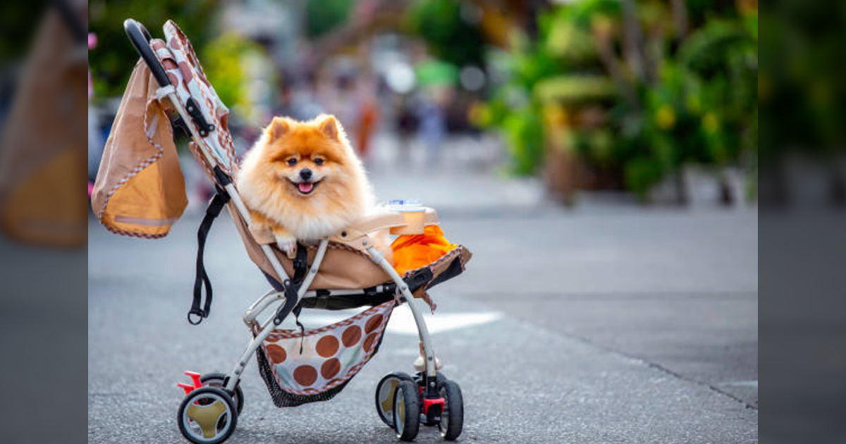 The 10 Best Dog Strollers