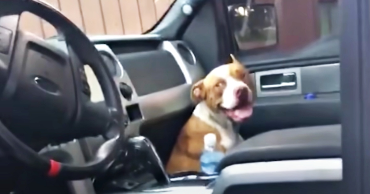 Pit Bull Comes Of Nowhere, Jumps Inside Couple’s Truck And Won’t Leave