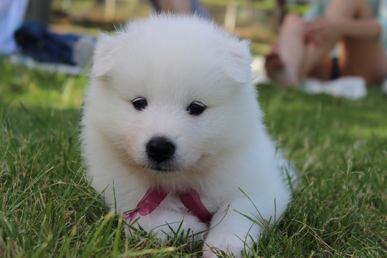 Ultimate Samoyed Puppy Shopping List: Checklist of 23 Must-Have Items