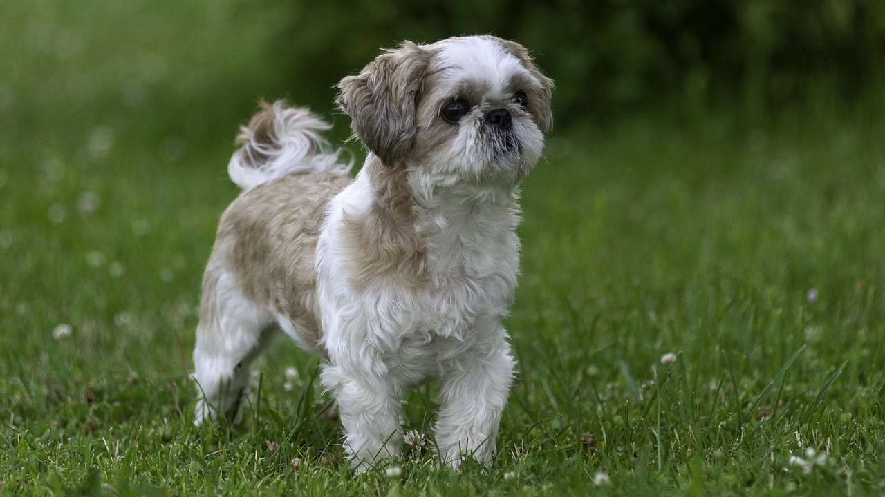 Positief Ook Stoel Ultimate Shih Tzu Puppy Shopping List: Checklist of 23 Must-Have Items