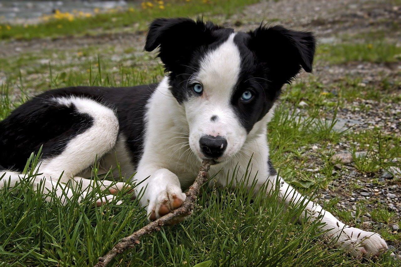 Ultimate Border Collie Puppy Shopping List: Checklist of 23 Must ...