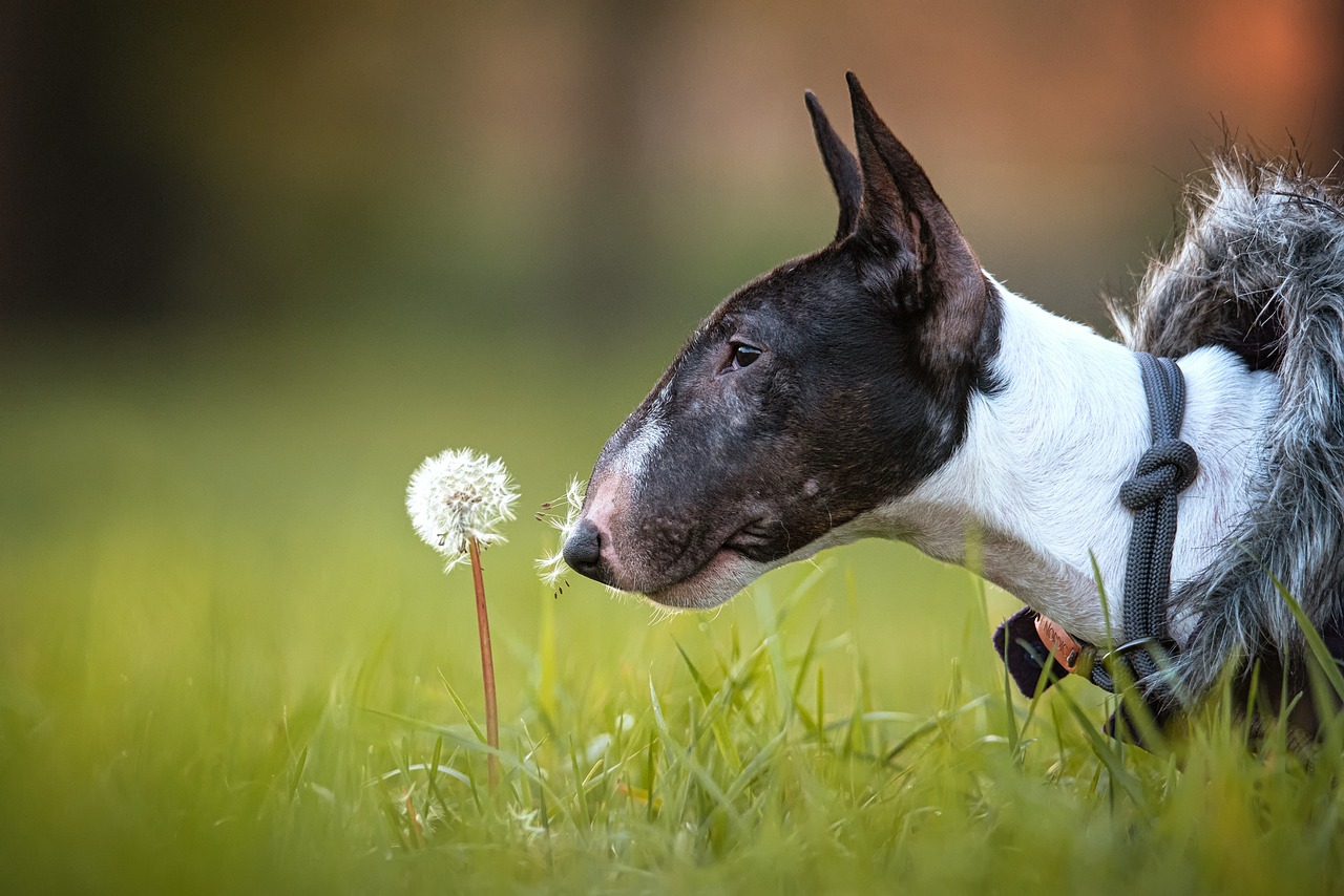 15 Bull Terrier Owners Share Best Shampoos for Itchy & Sensitive Skin