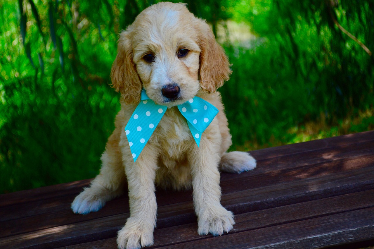 Ultimate Goldendoodle Puppy Shopping List: Checklist of 23 Must-Have Items