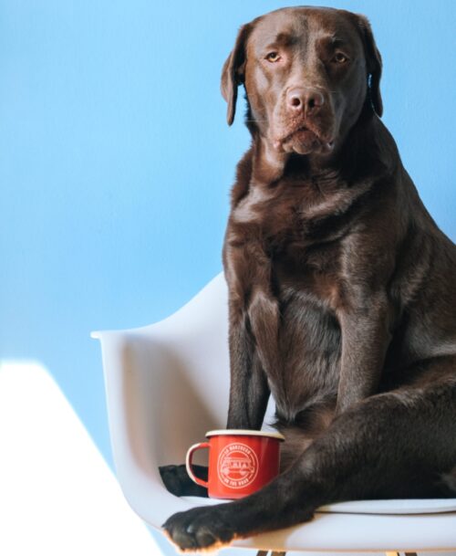 7 Best Dog Weight Loss Supplements