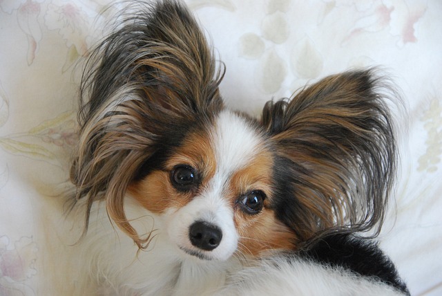 best dog food topper for your Papillon