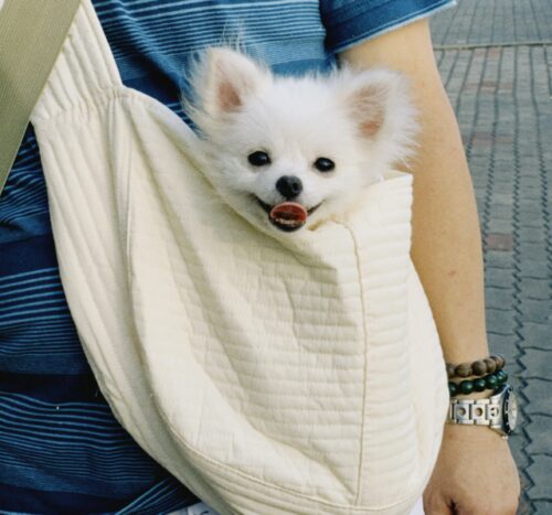 14 Best Wearable Dog Carrier Bags To Tote Your Fabulous Furry One ...