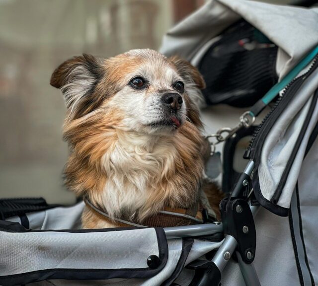 Dog Walker Stroller Pet Cat Carrier Multifunctional 2In1 Travel Seat  Detachable