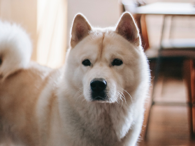 Best dehydrated dog foods for Akitas