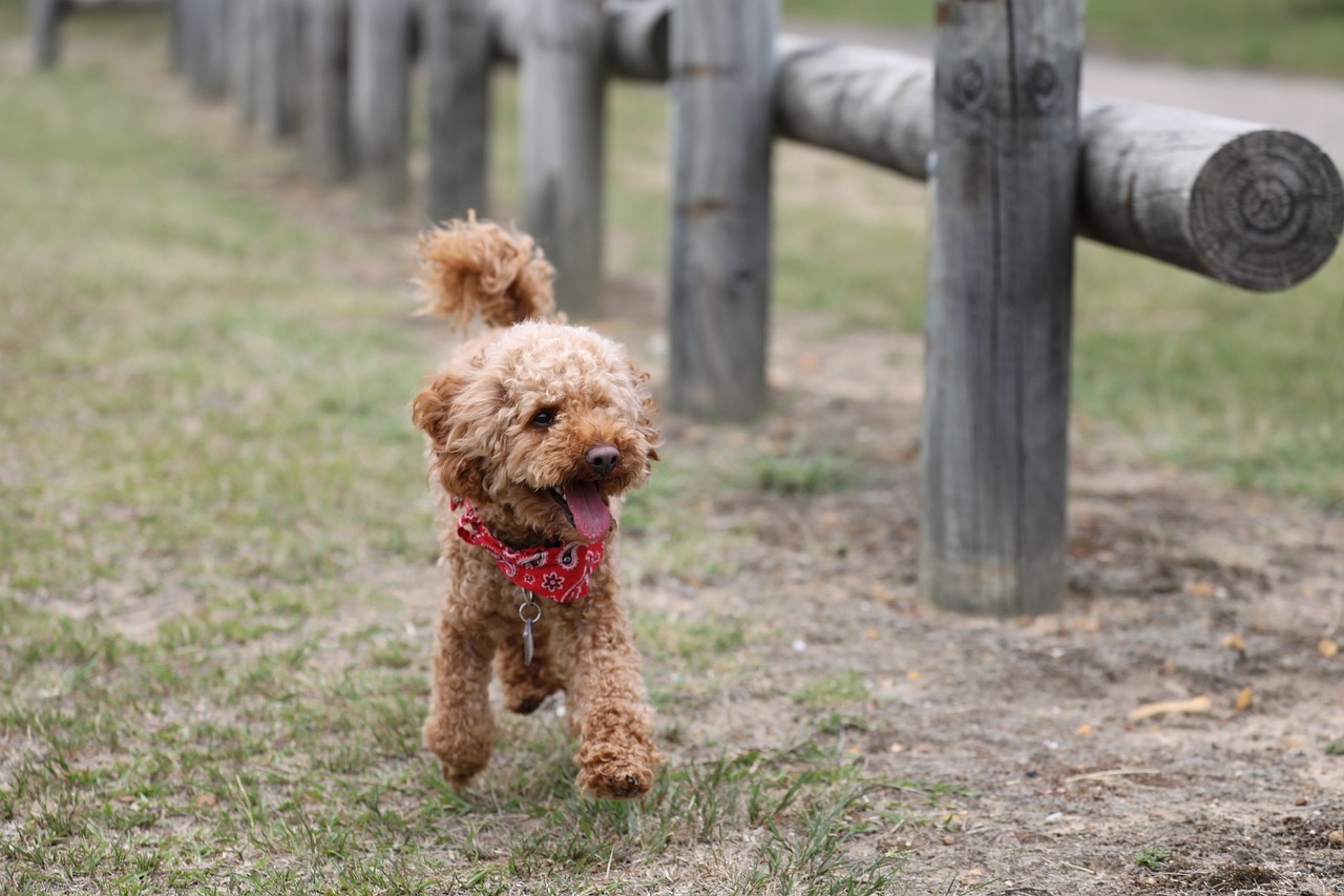 Ultimate Poodle Puppy Ping List