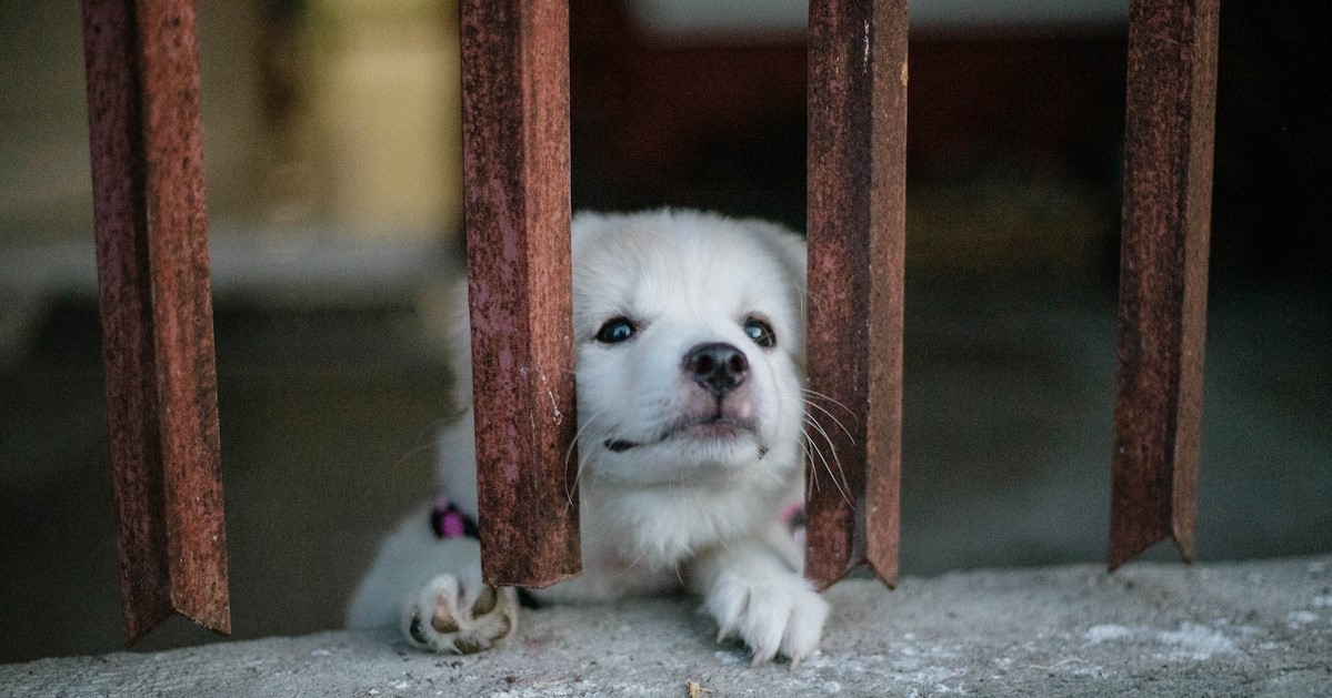 How to stop puppy mills