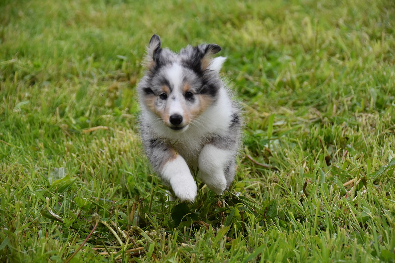 Ultimate Australian Shepherd Puppy Shopping List: Checklist of 23