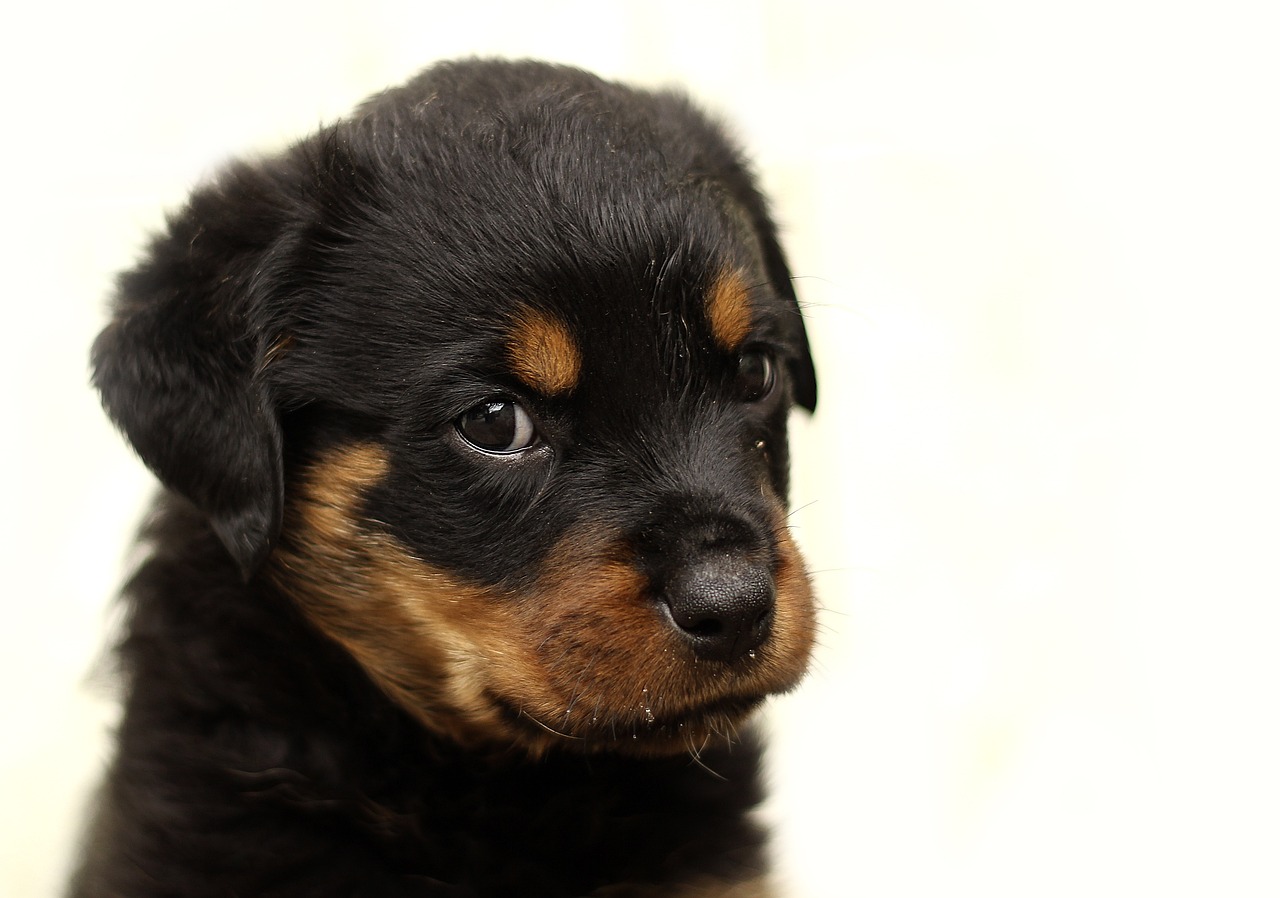 when can rottweiler puppies leave their mother