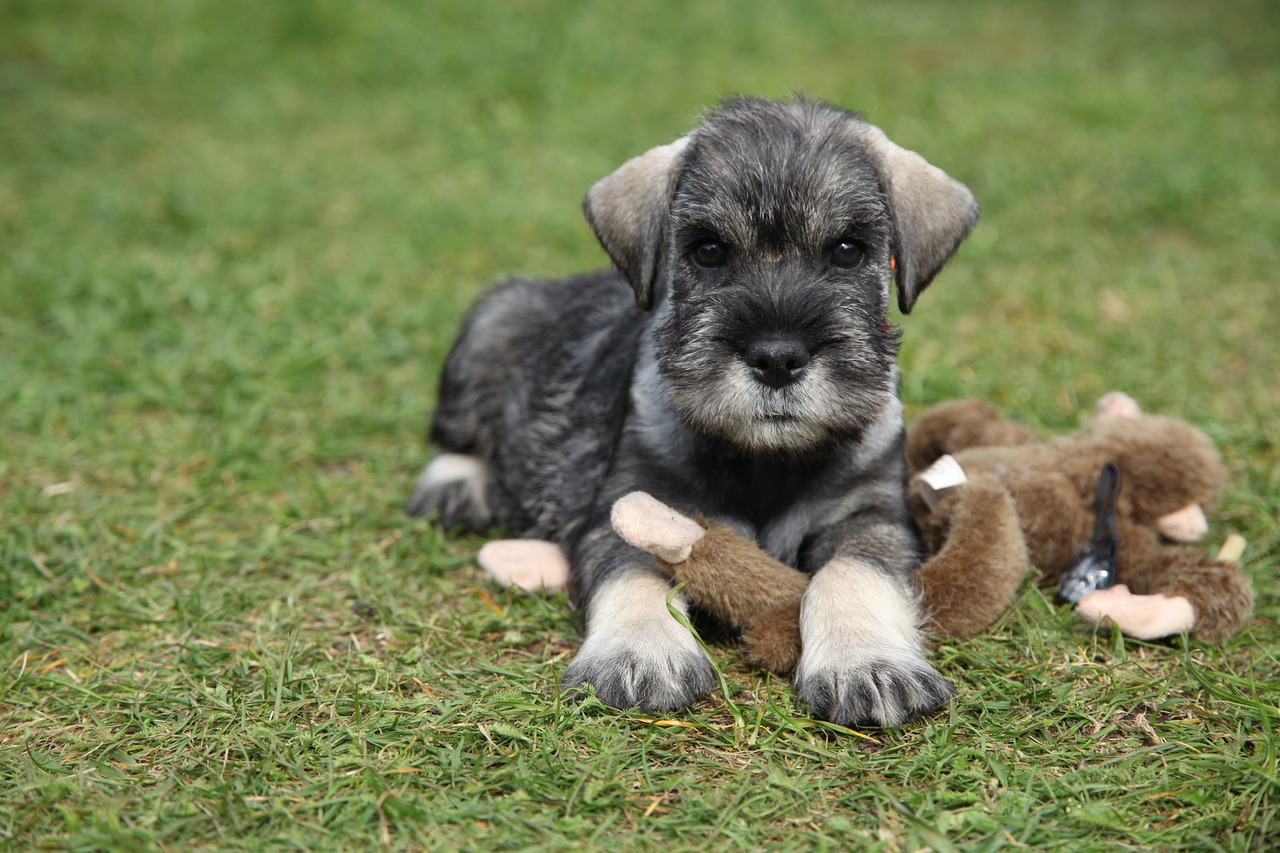 Ten things you need to know about the miniature schnauzer before you buy  one