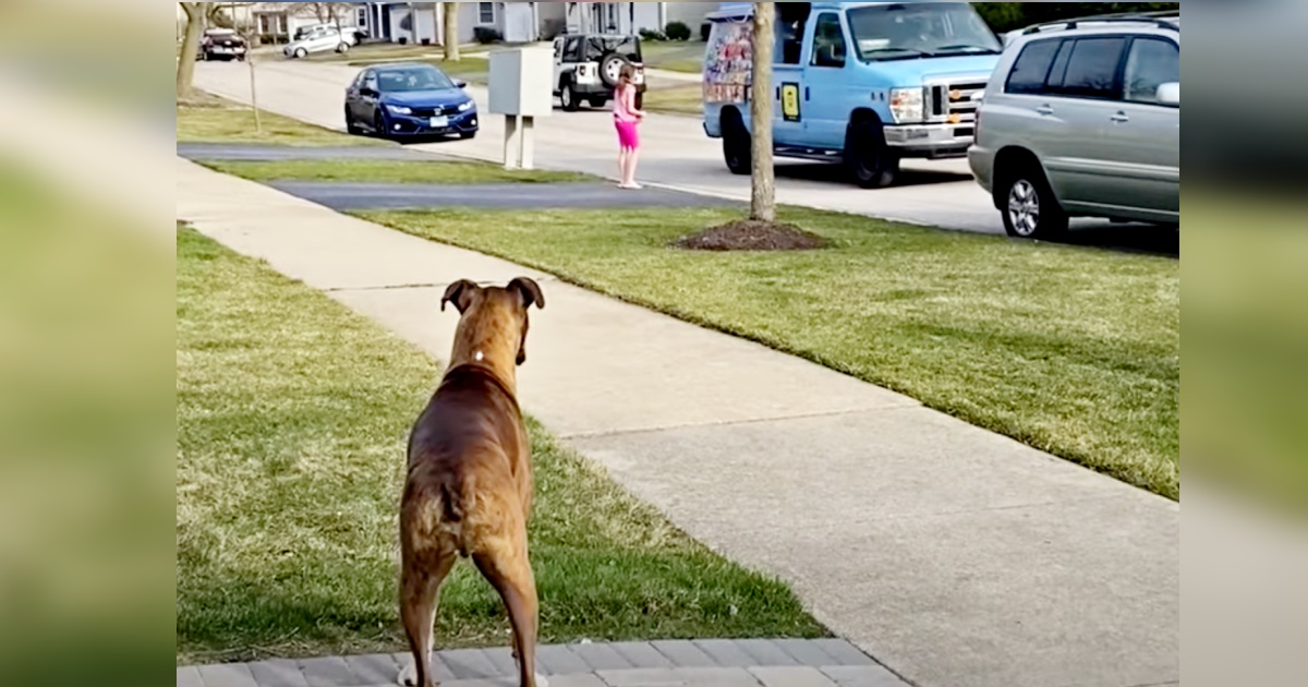 Boxer Infatuated With Ice Cream Learns New Favorite Treat Is Around The Corner