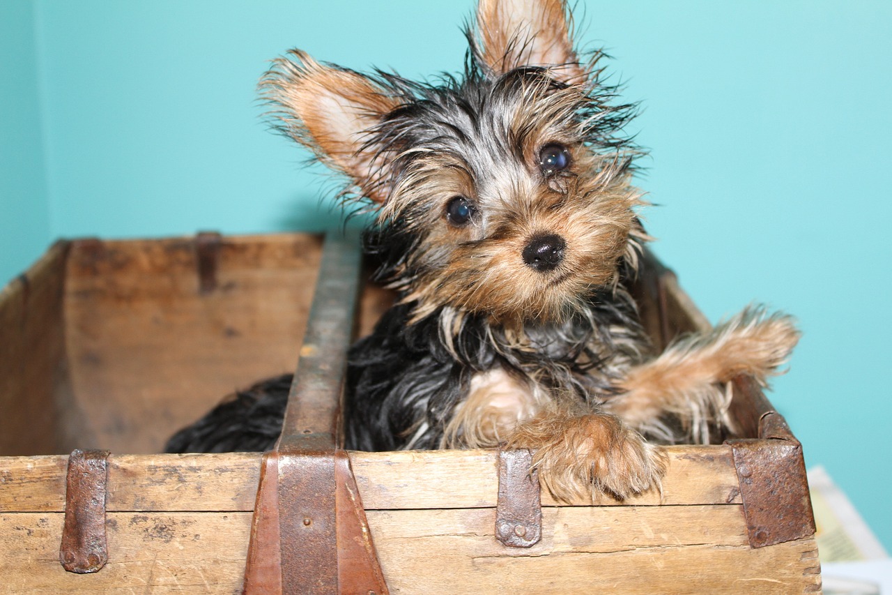 Ultimate Yorkie Puppy Ping List