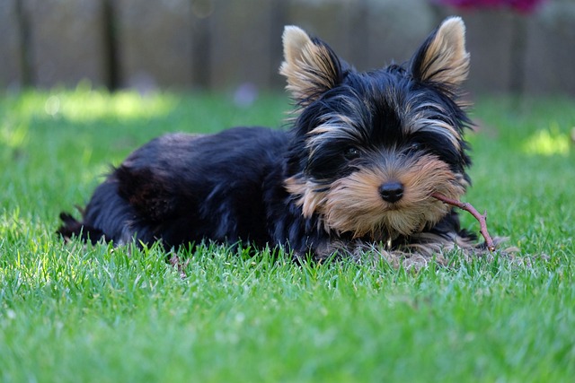 can yorkie puppies eat carrots