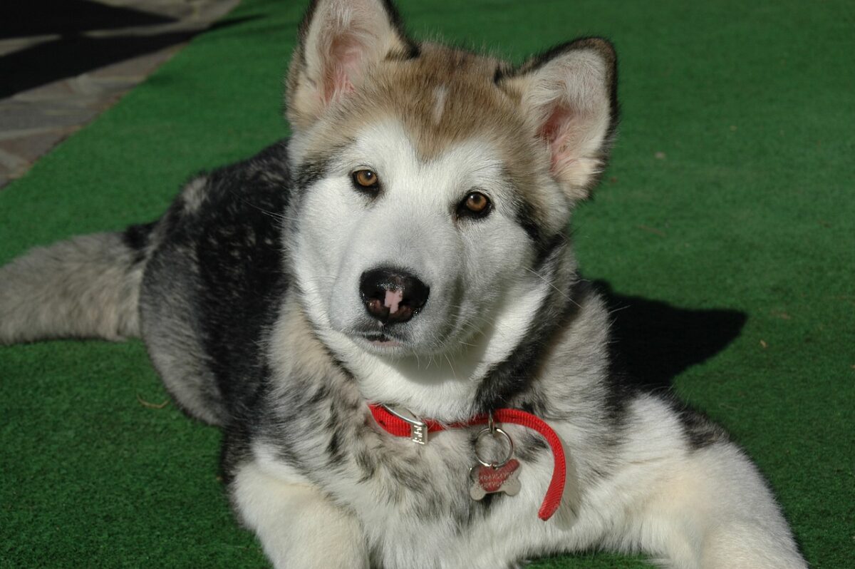 can a alaskan malamute and a border terrier be friends