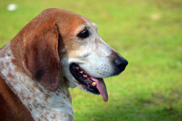 best dog gate for American English Coonhounds