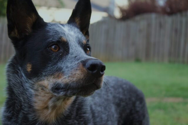 Blue heeler itchy store skin