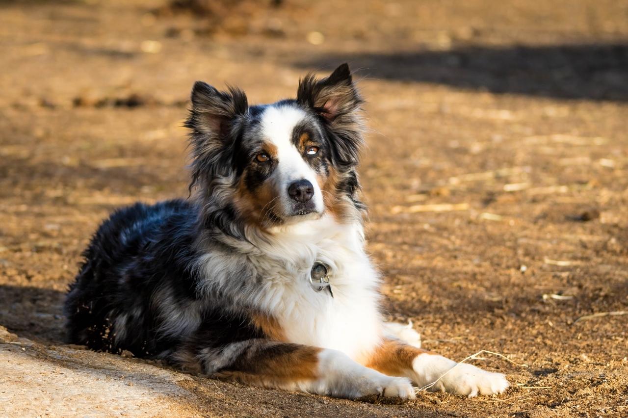 Best freeze dried dog food for Australian Shepherds