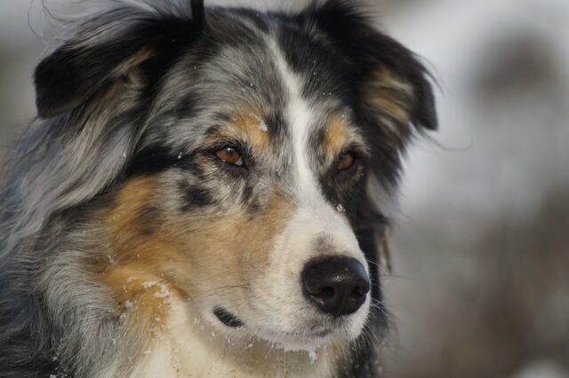 best snout soothers for Australian Shepherds
