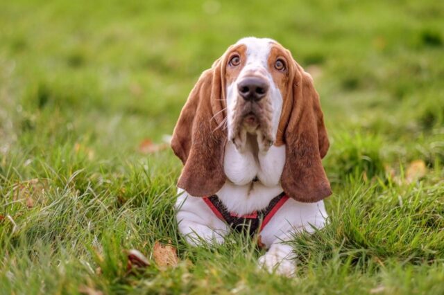 Best food for basset hounds best sale