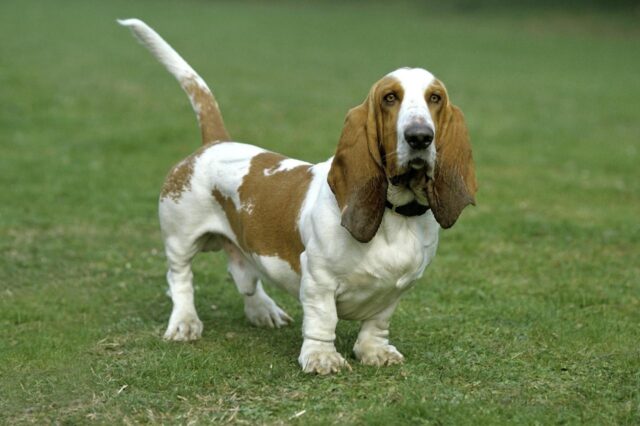 Best invisible dog fence for Basset Hounds