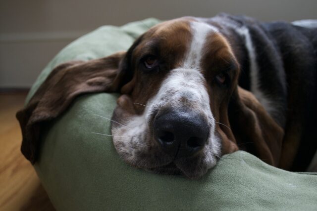 best snout soothers for Basset Hounds