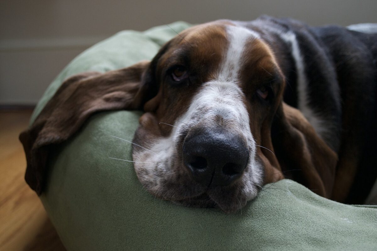 10 Best Snout Soothers For Basset Hounds