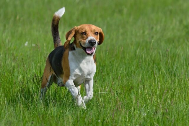 Best invisible dog fence for Beagles