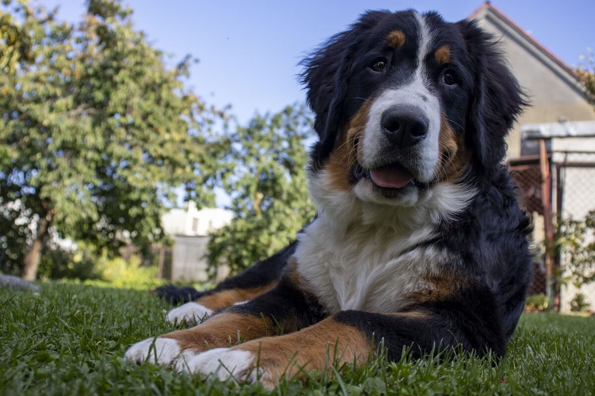 the best dog gate for your Bernese Mountain Dog