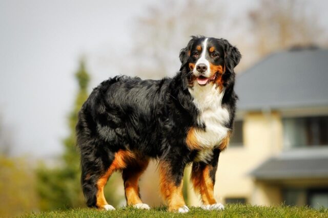 Best invisible dog fence for Bernese Mountain Dogs