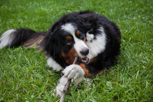 Bernese Mountain Dog Reviews Dog Toys