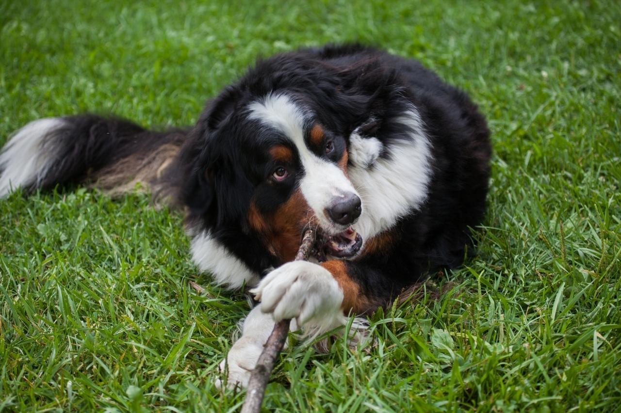 is peanut butter good for a bernese mountain dog