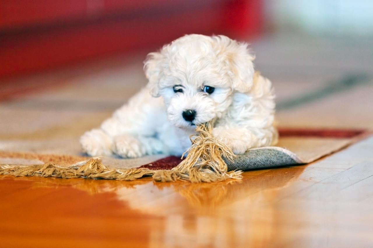 Best bully sticks for Bichon Frises