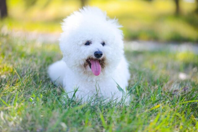 Best freeze dried dog food for Bichon Frises