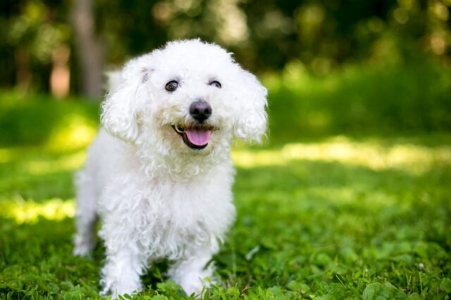 Best Invisible Fences for Bichon Frises