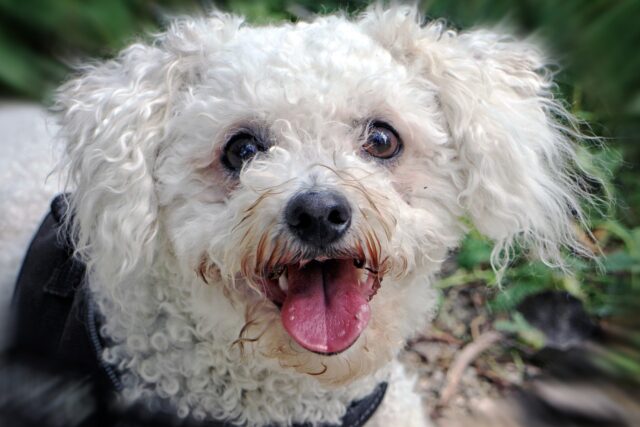 best snout soothers for Bichon Frises