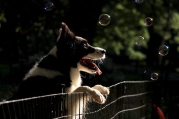 the best dog gate for your Border Collie