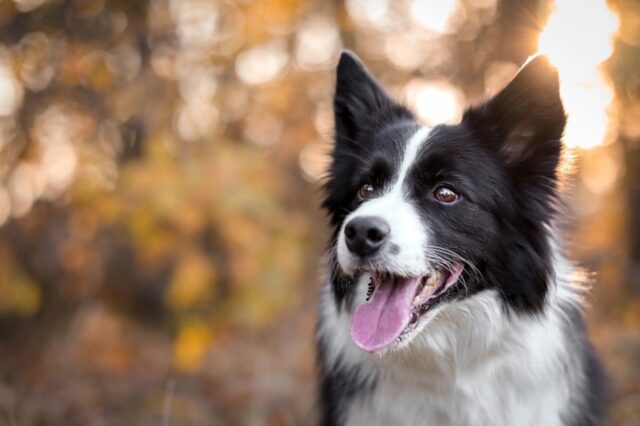 Best dry food for border collies best sale