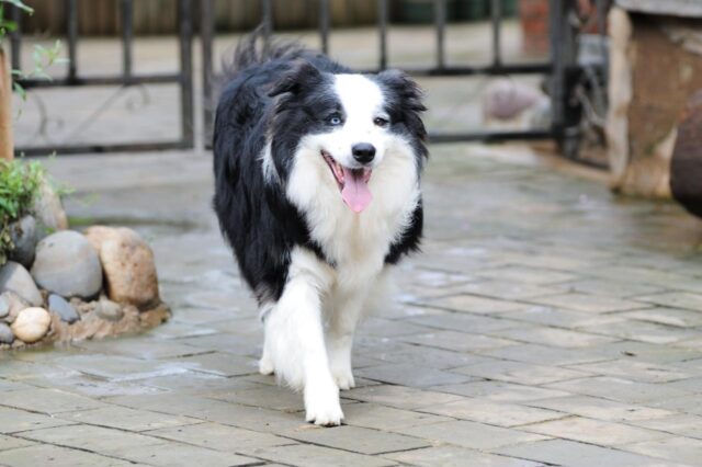 Best invisible dog fence for Border Collies