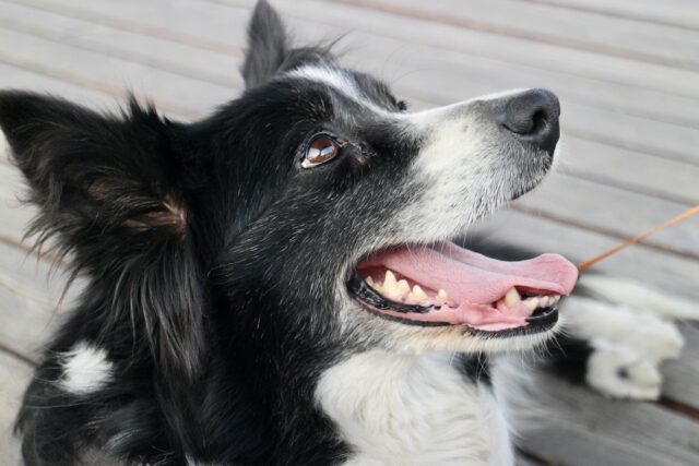 best snout soothers for Border Collies