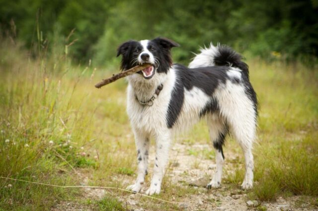 is beef jerky suitable for a rough collie